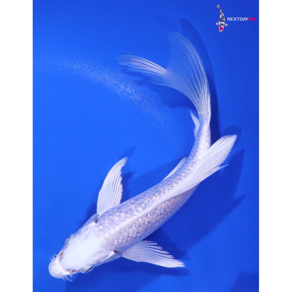 5.5” Imported Gin Rin Platinum Ogon Butterfly Koi