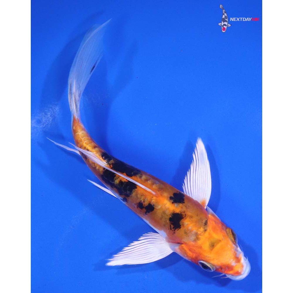 5” Imported Heisei Nishiki Butterfly Koi