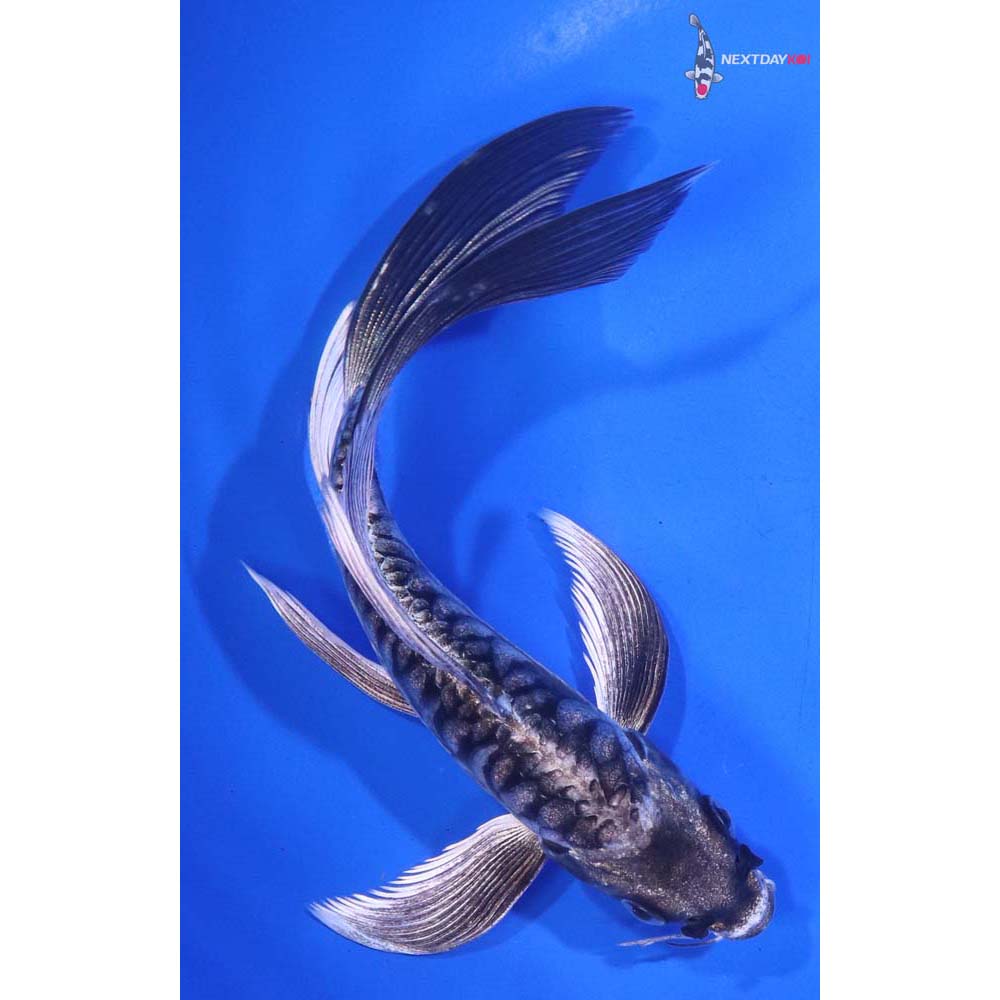 6” Imported Armor Scaled Kikokuryu Butterfly Koi