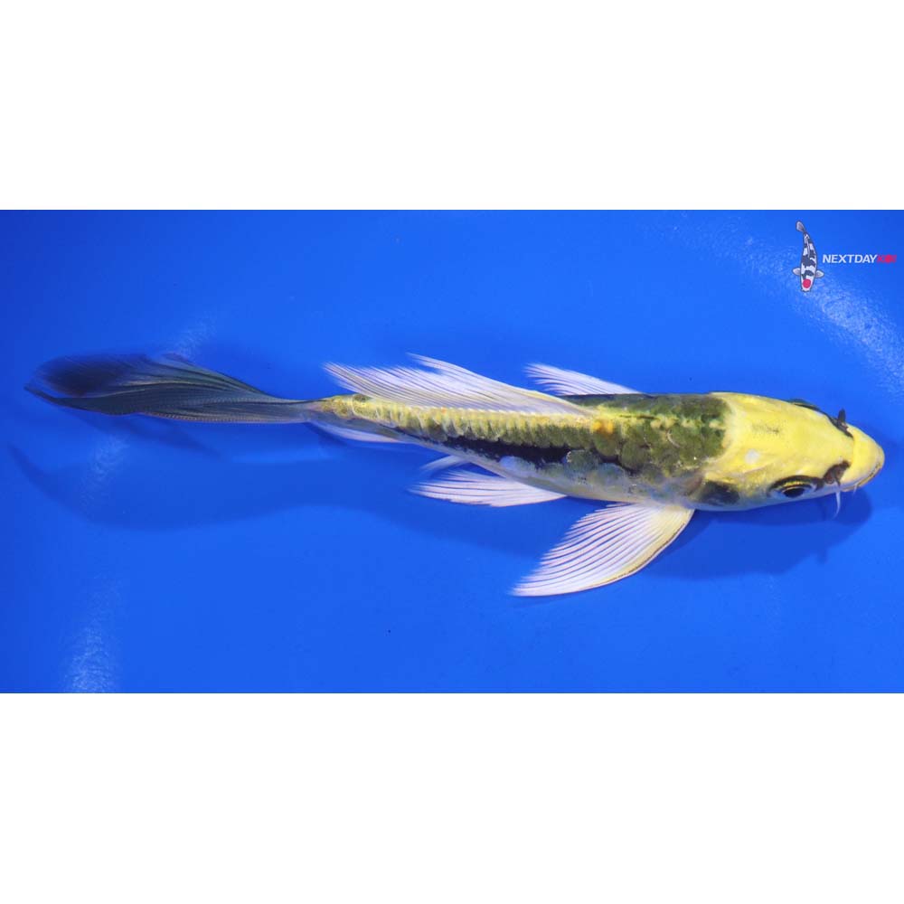 6” Imported Kin Kikokuryu Butterfly Koi