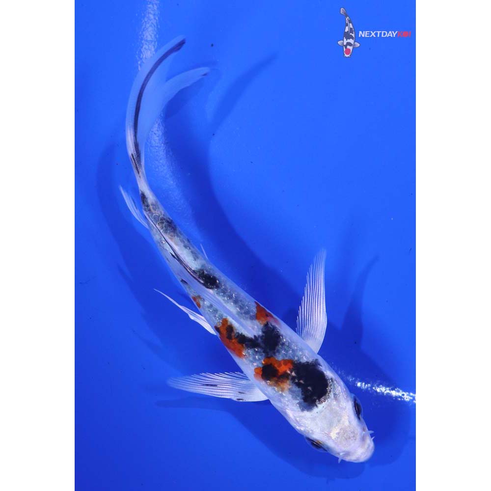 4.5” Imported Yamato Nishiki Butterfly Koi