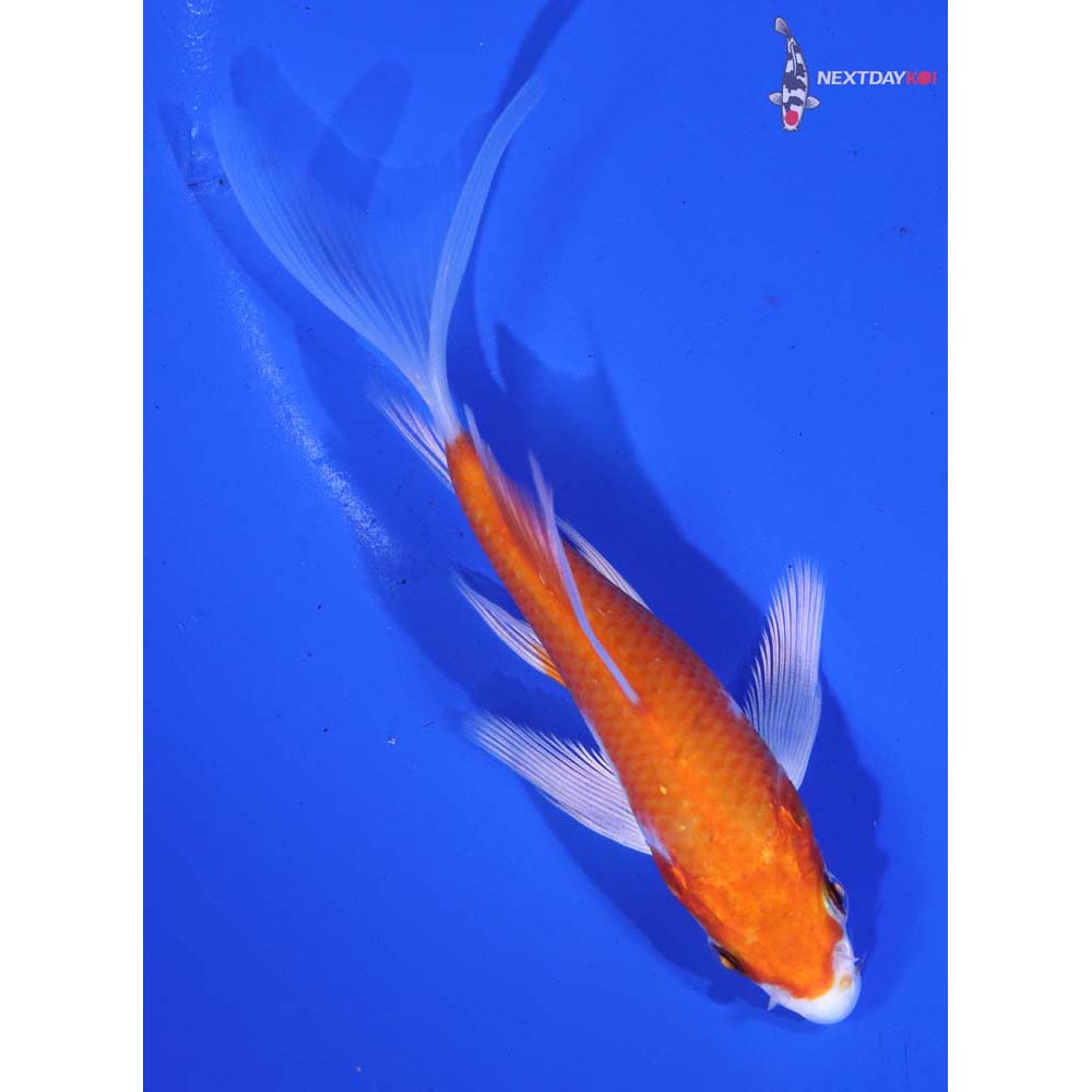 4.5” Imported Hariwake Butterfly Koi