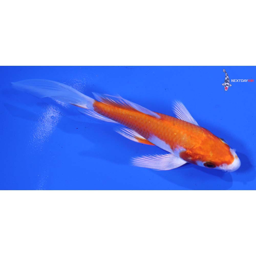 4.5” Imported Hariwake Butterfly Koi