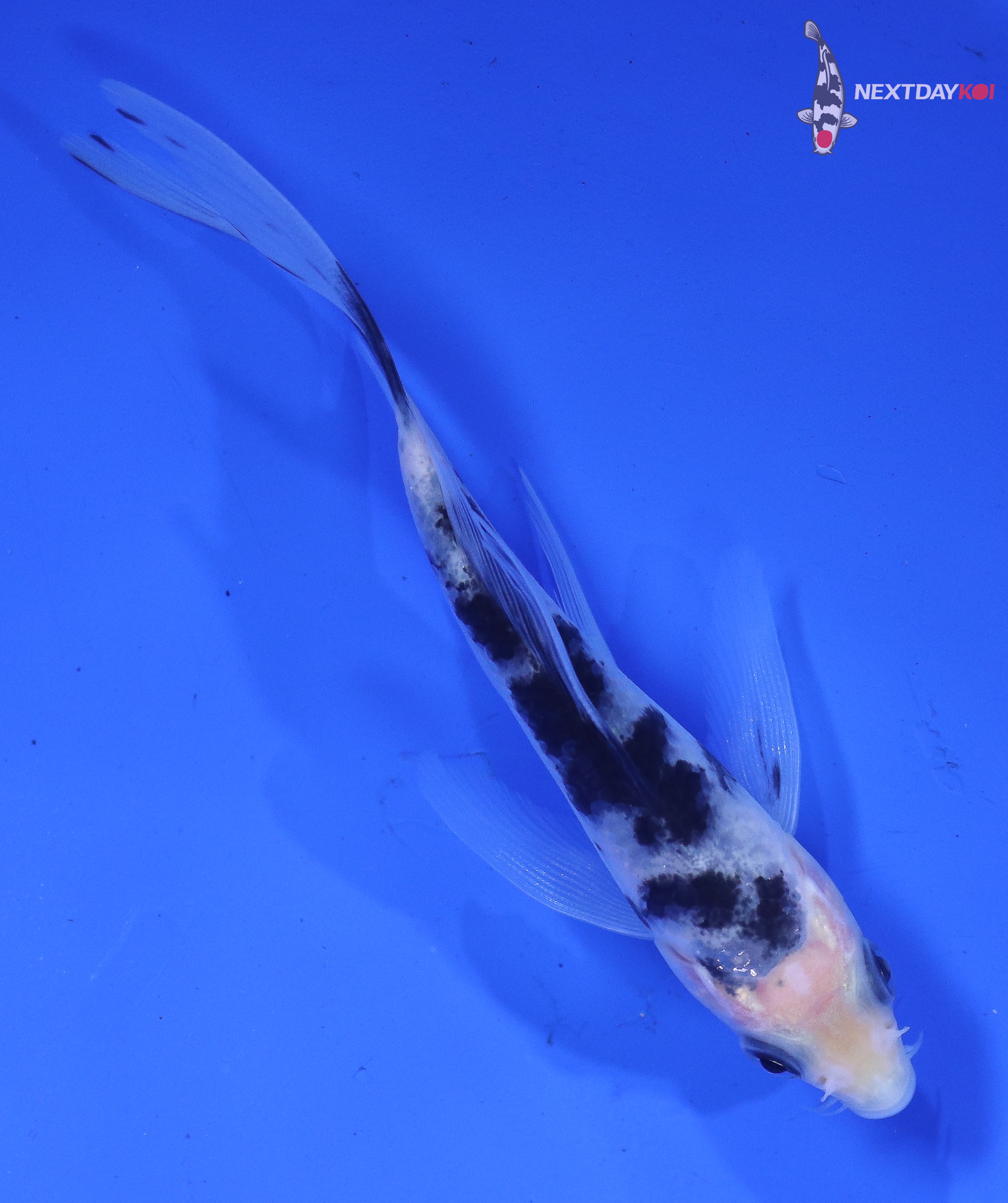 4” Imported Shiro Bekko Butterfly Koi