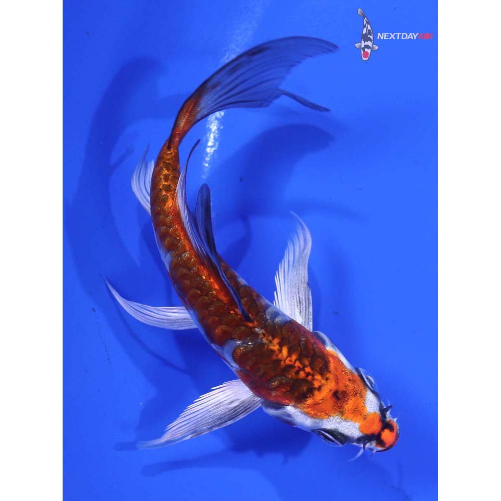 4.5” Imported Kujaku Butterfly Koi