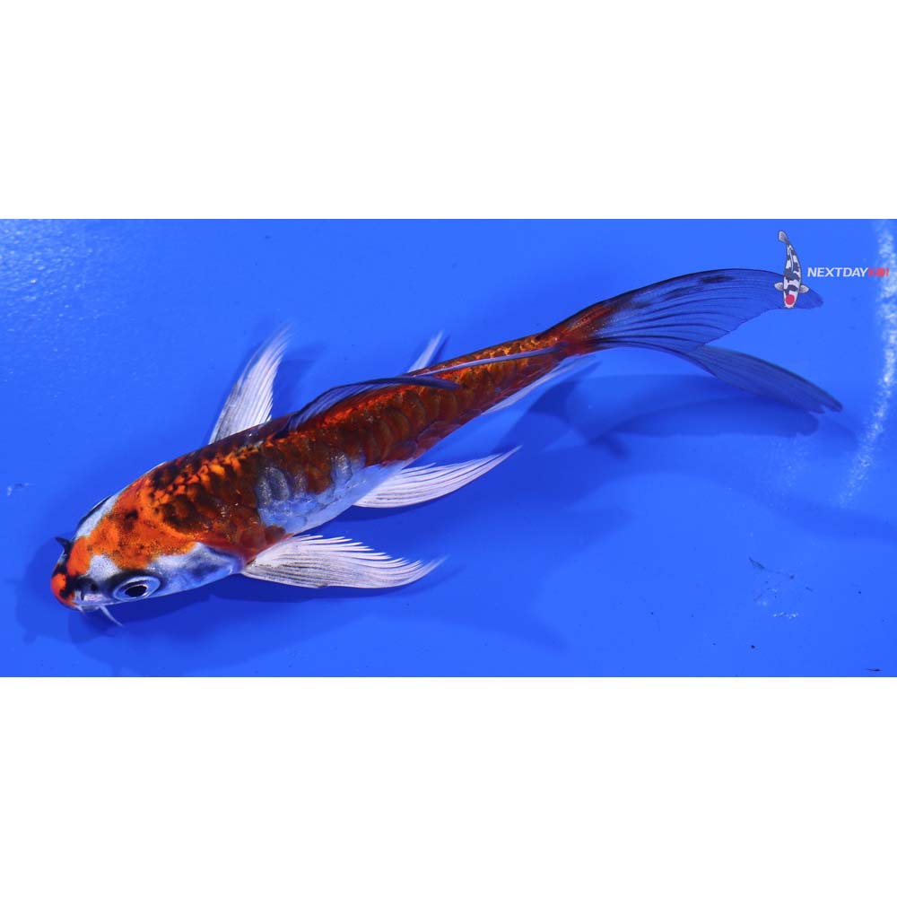 4.5” Imported Kujaku Butterfly Koi