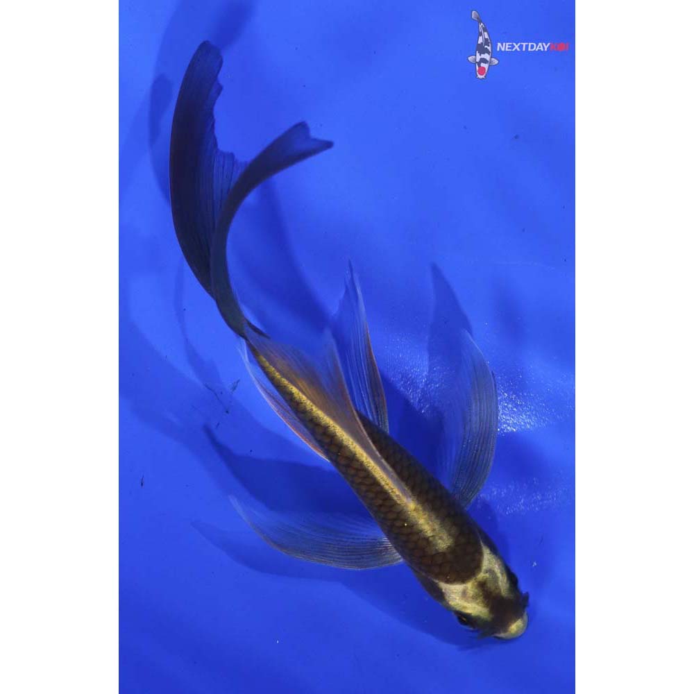 5” Imported Ki Matsuba Butterfly Koi