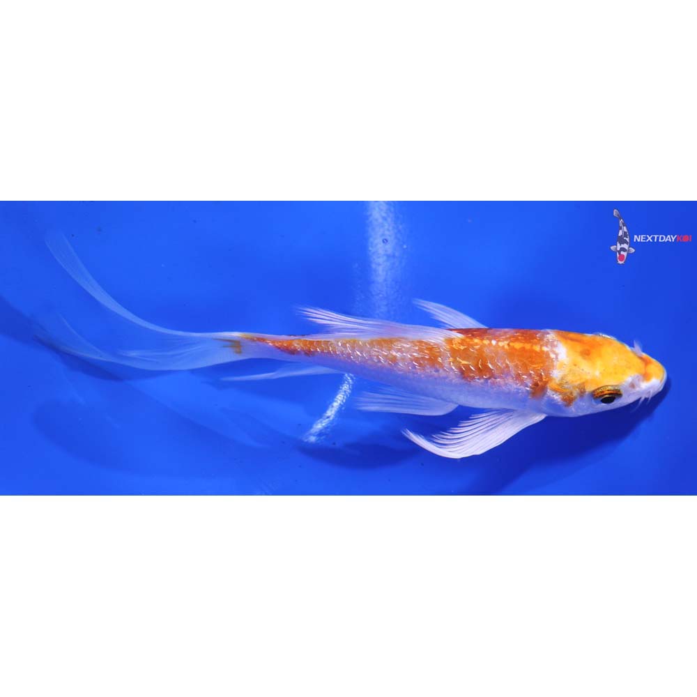 5” Imported Gin Rin Hariwake Butterfly Koi