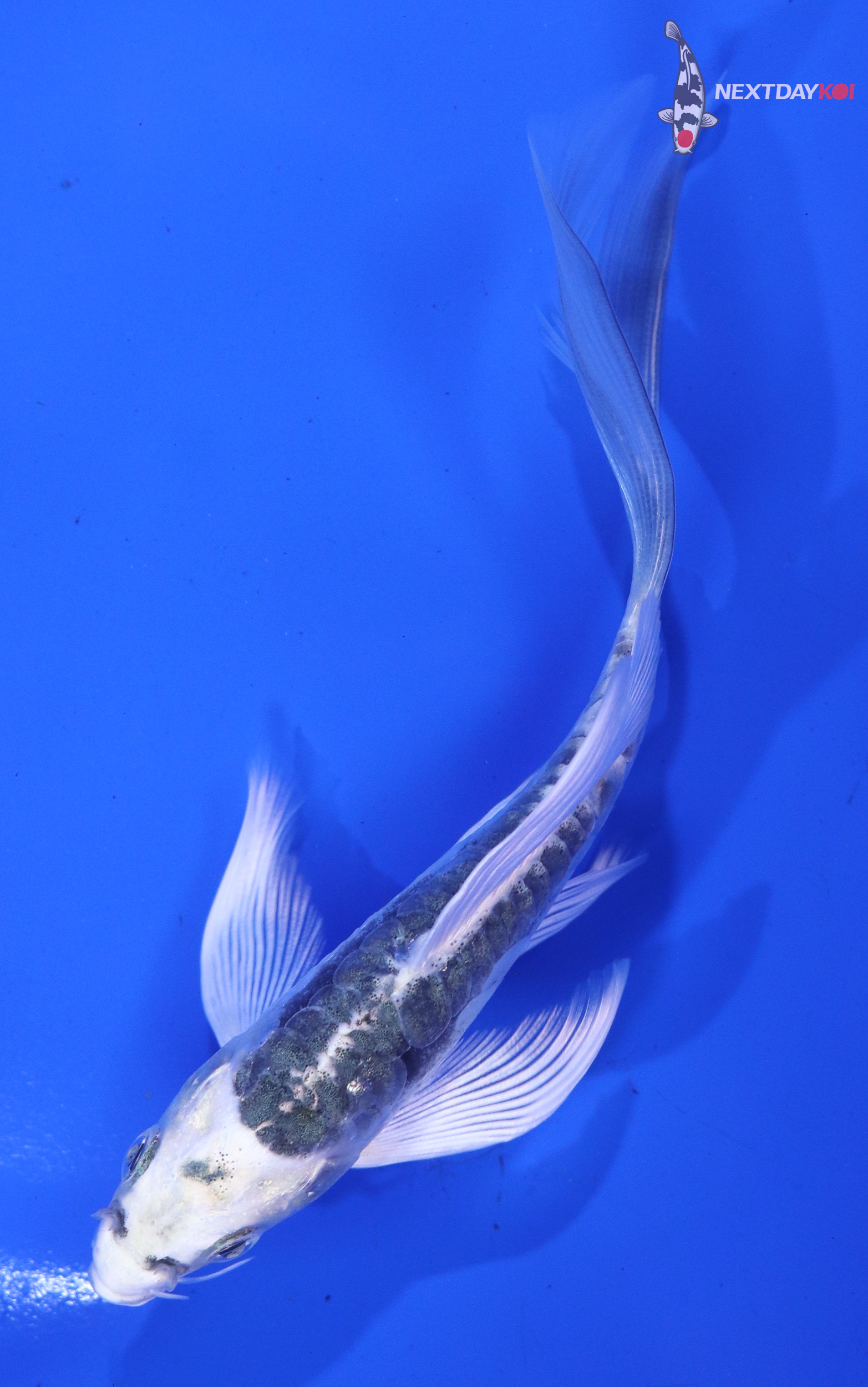 5” Imported Doitsu Gin Matsuba Butterfly Koi