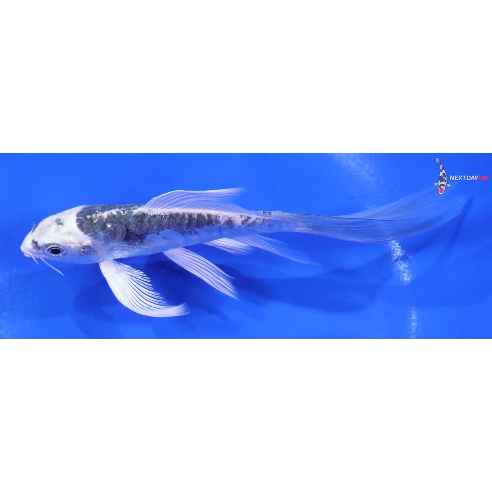 5” Imported Doitsu Gin Matsuba Butterfly Koi