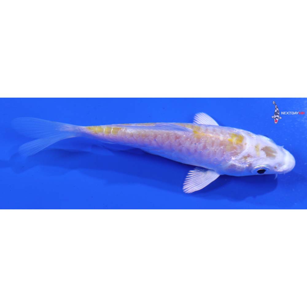 3.5” Imported Armor Scaled Lemon Hariwake