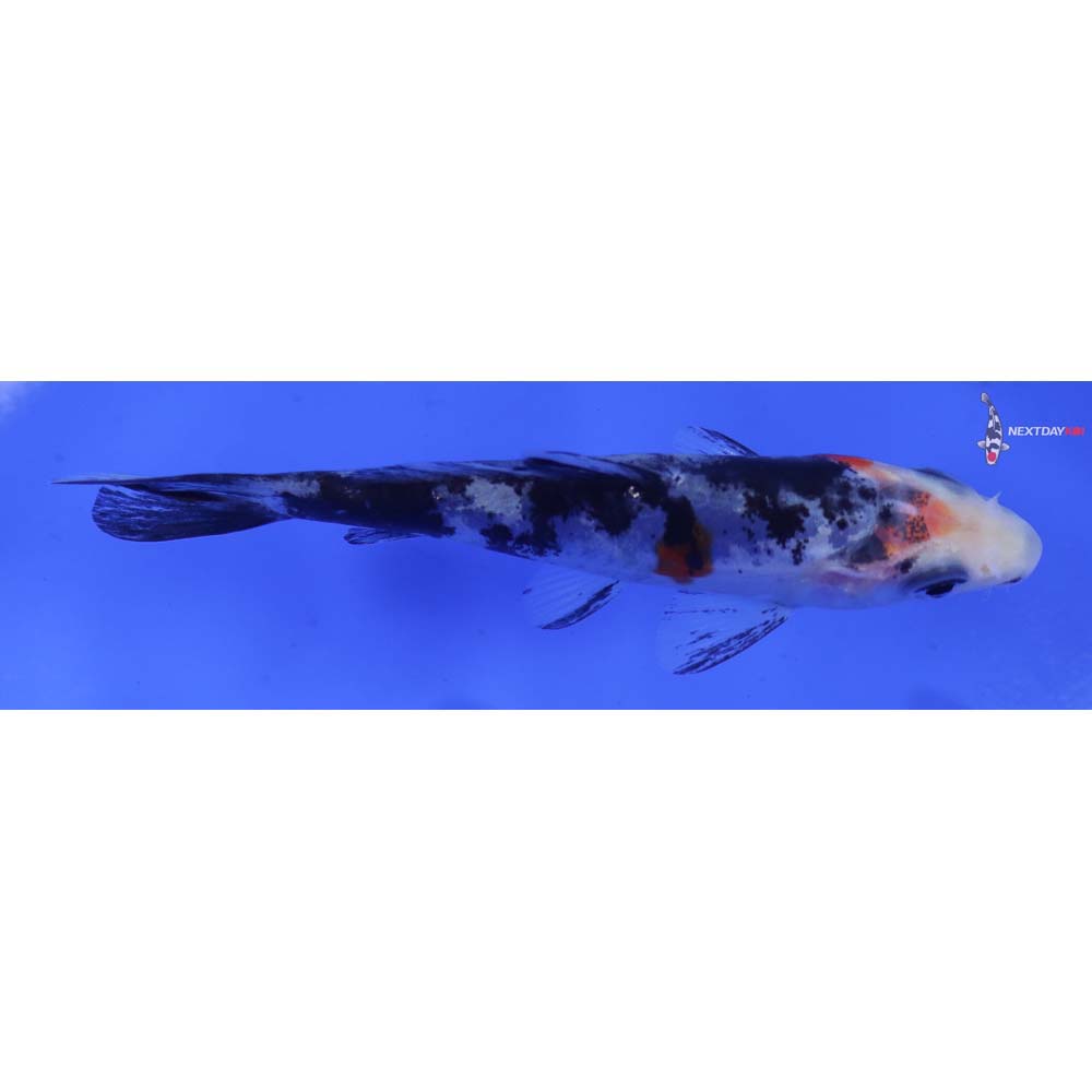 3.5” Imported Doitsu Sanke