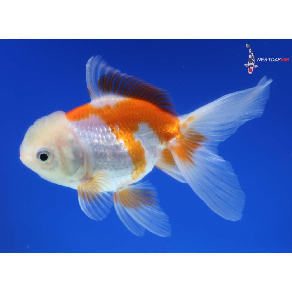 4” Imported Red and White Oranda