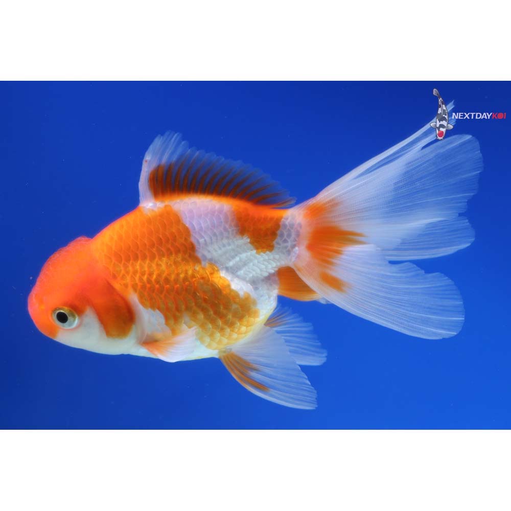 4.5” Imported Red and White Oranda
