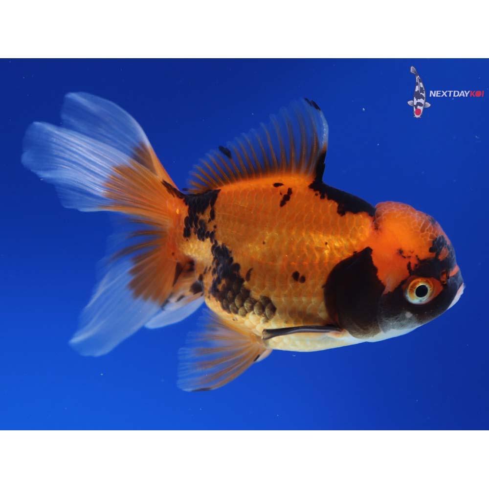 4” Imported Calico Oranda