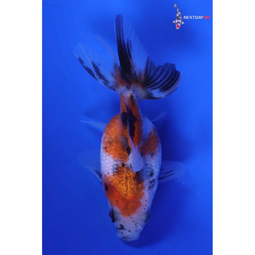 2.5” Imported Calico Pearlscale