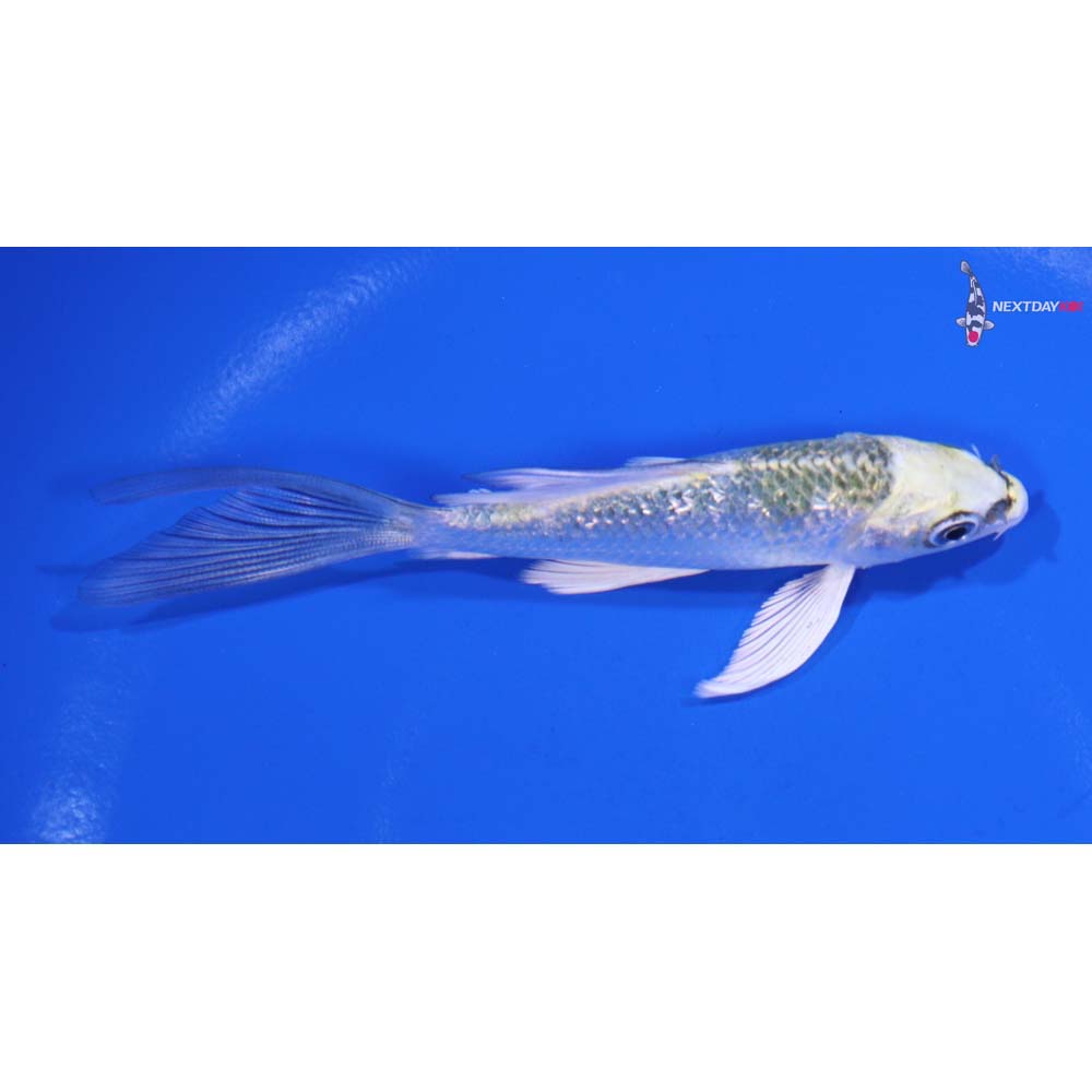 4” Imported Gin Rin Kujaku Butterfly Koi