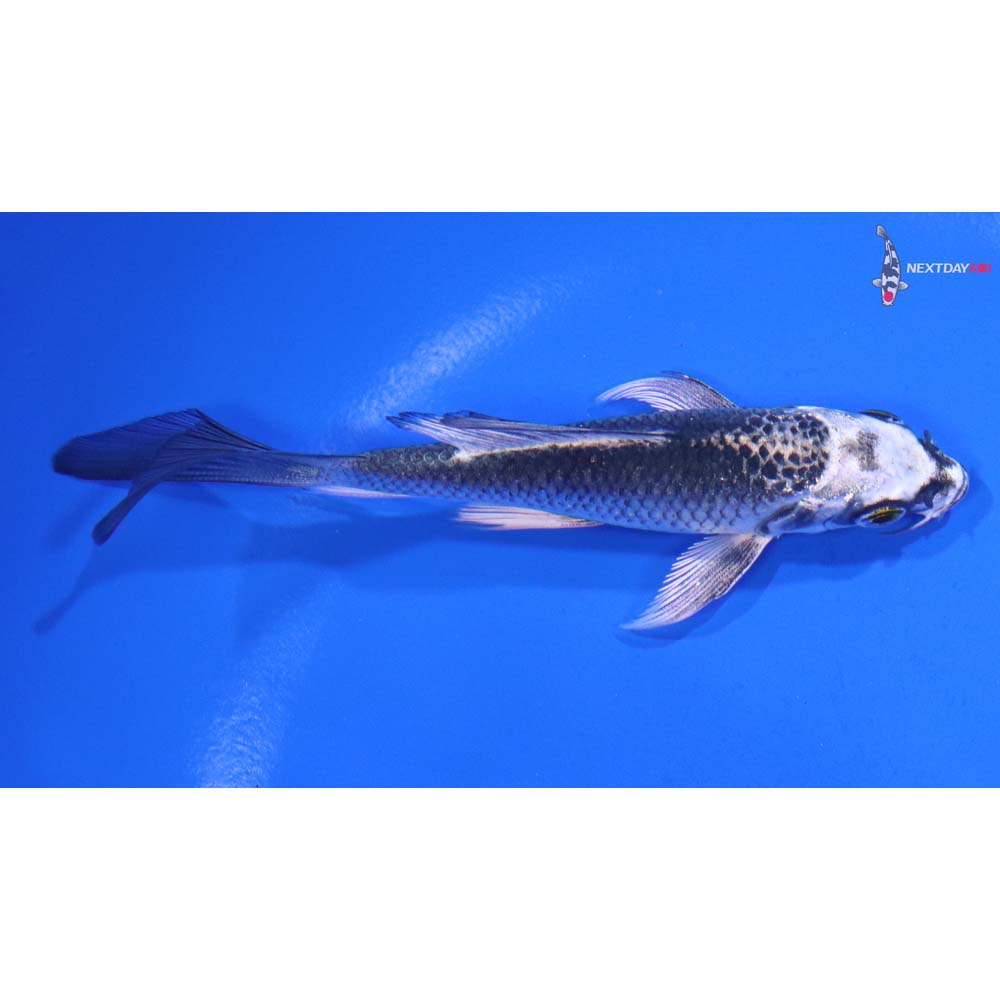 4” Imported Gin Matsuba Butterfly Koi