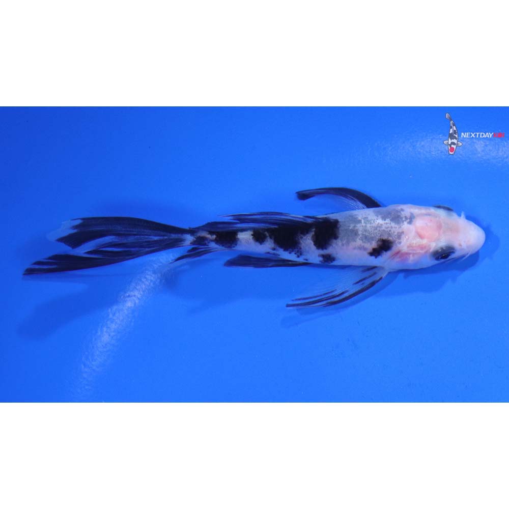 4” Imported Shiro Bekko Butterfly Koi