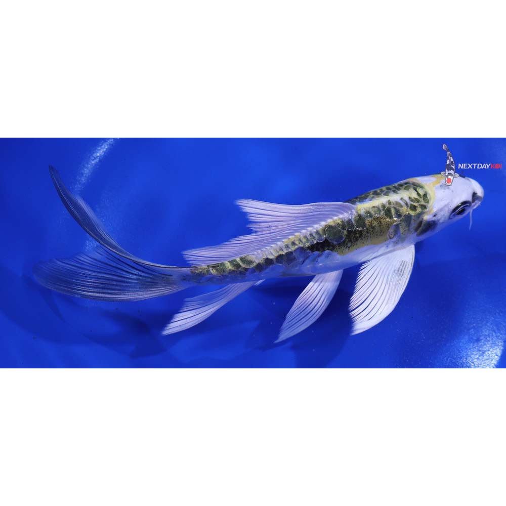 6” Imported Kin Kikokuryu Butterfly Koi