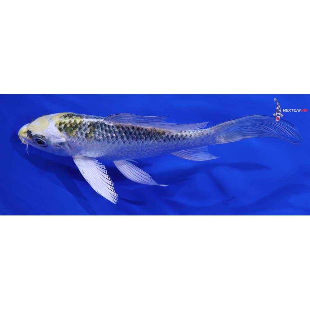 5.5” Imported Kujaku Butterfly Koi