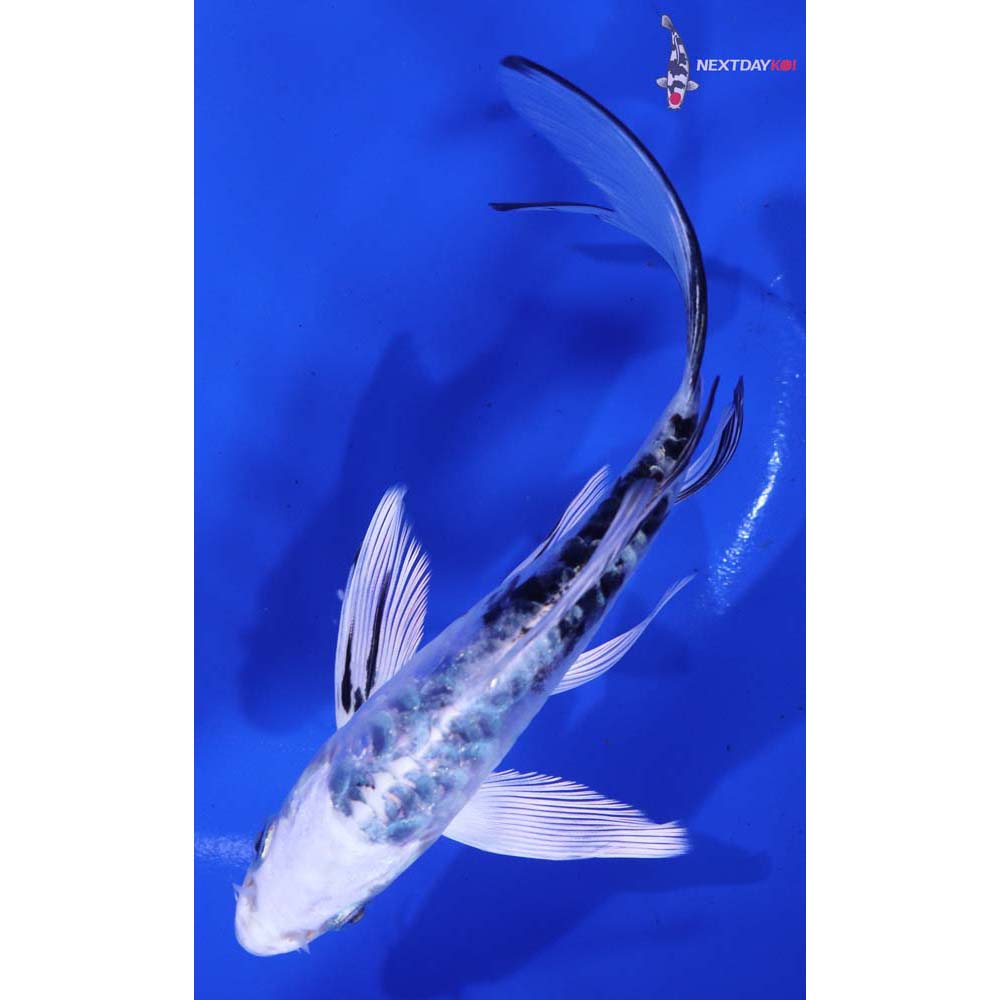 6” Imported Doitsu Gin Shiro Bekko Butterfly Koi