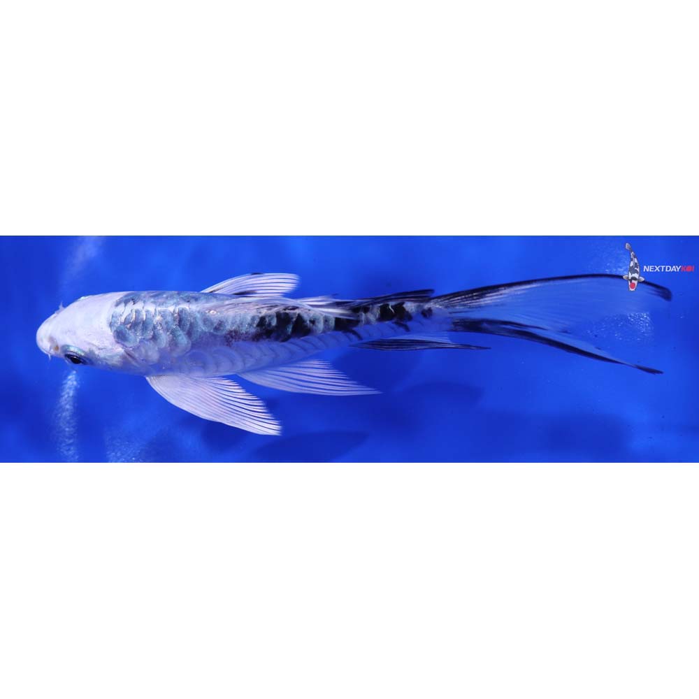 6” Imported Doitsu Gin Shiro Bekko Butterfly Koi