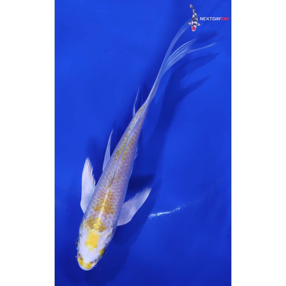 6” Imported Lemon Hariwake Butterfly Koi