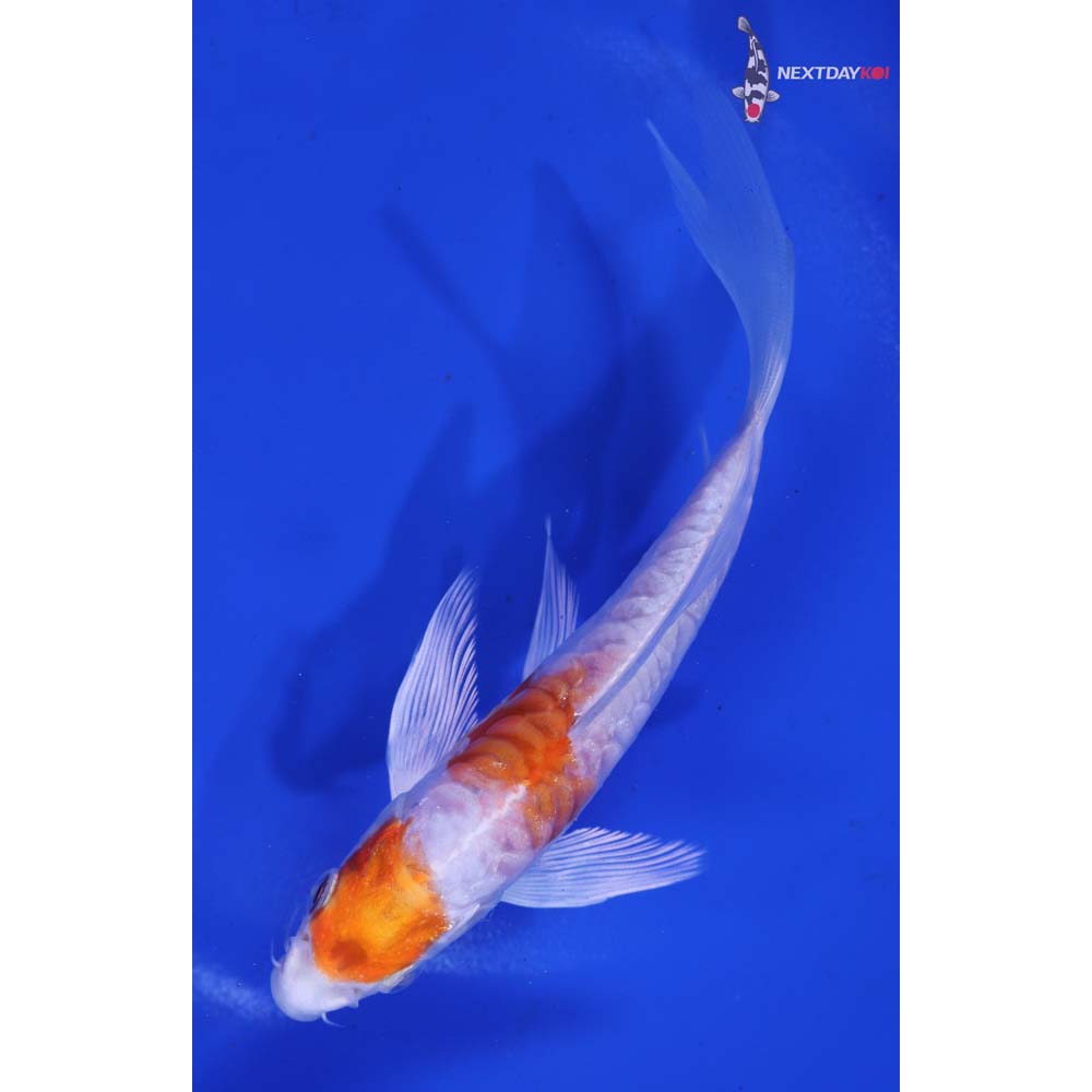 6” Imported Kikusui Butterfly Koi