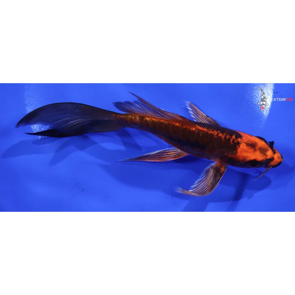 5.5” Imported Kin Kikokuryu Butterfly Koi