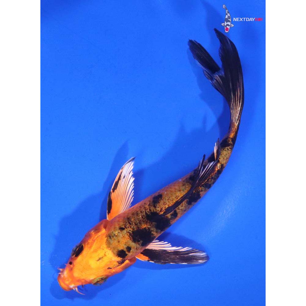 5” Imported Kin Aka Bekko Butterfly Koi