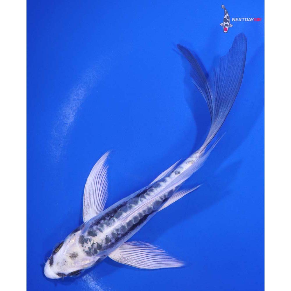 5.5” Imported Kikokuryu Butterfly Koi