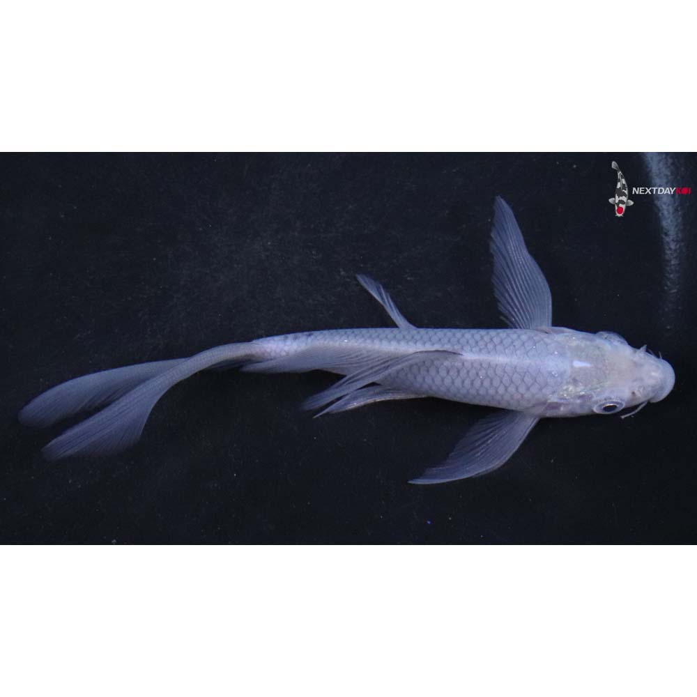 4.5” Imported Soragoi Butterfly Koi