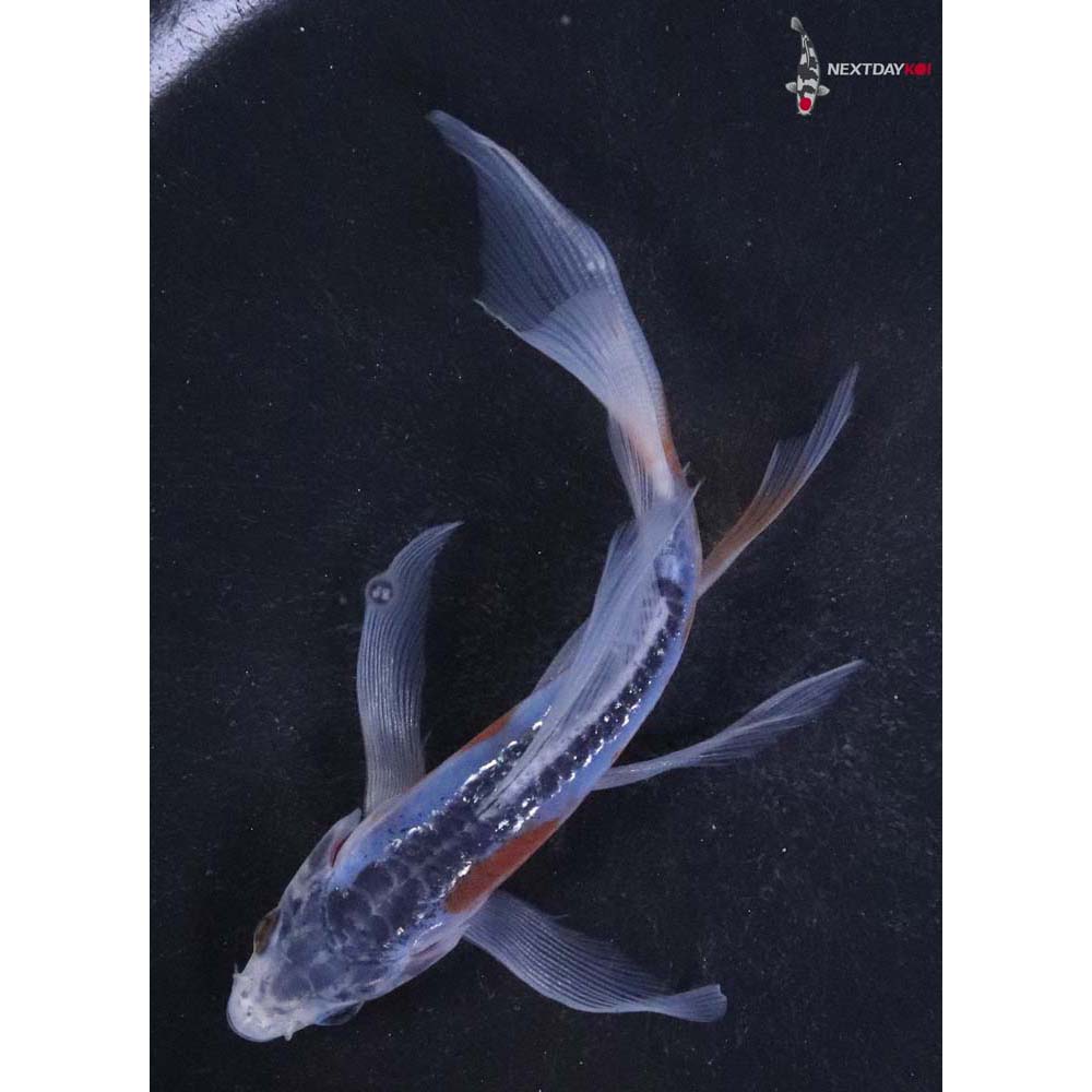 4.5” Imported Shusui Butterfly Koi