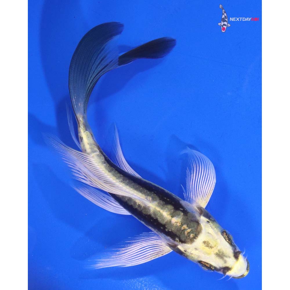 5” Imported Kin Kikokuryu Butterfly Koi