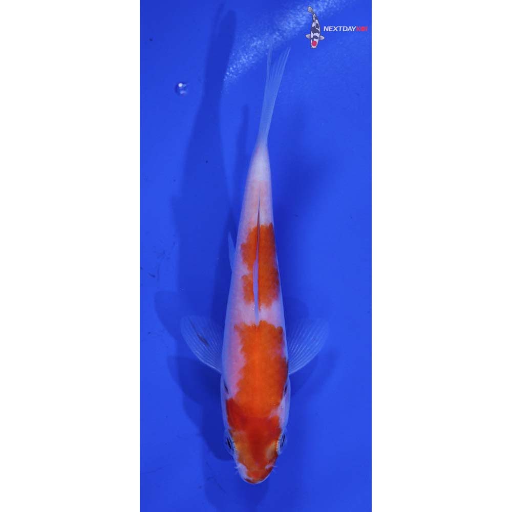 4” Imported Kohaku