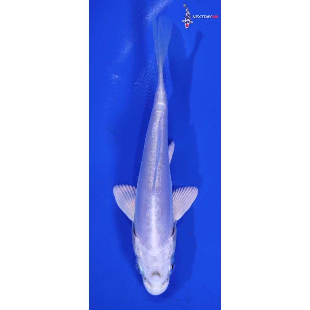 4.5” Imported Doitsu Platinum Ogon