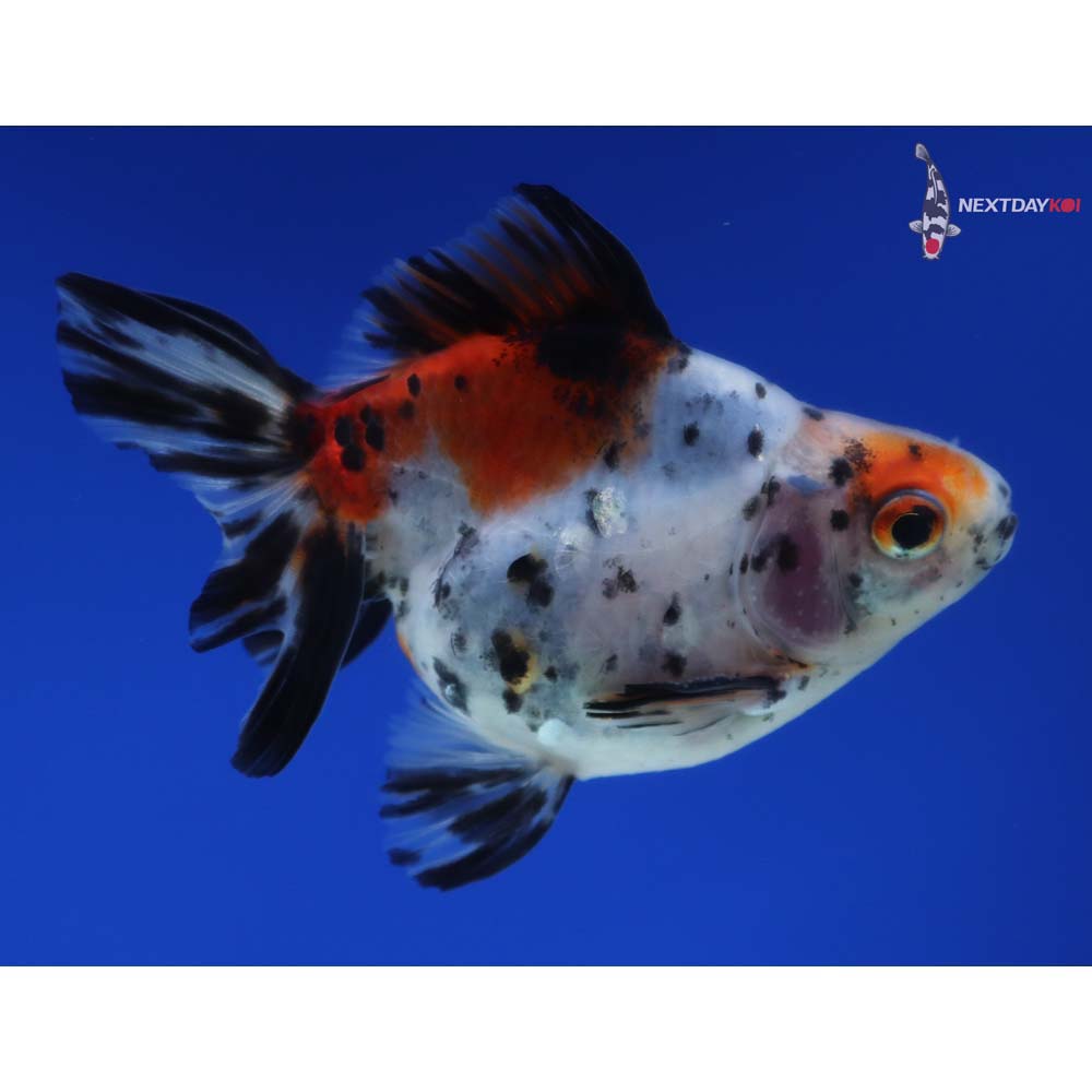 3.5” Imported Male Calico Ryukin