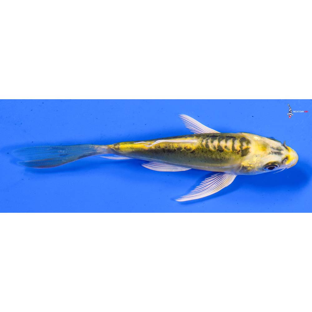 4” Imported Doitsu Ki Matsuba Butterfly Koi