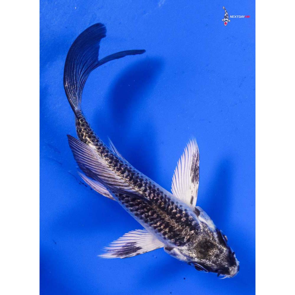 4” Imported Gin Matsuba Butterfly Koi