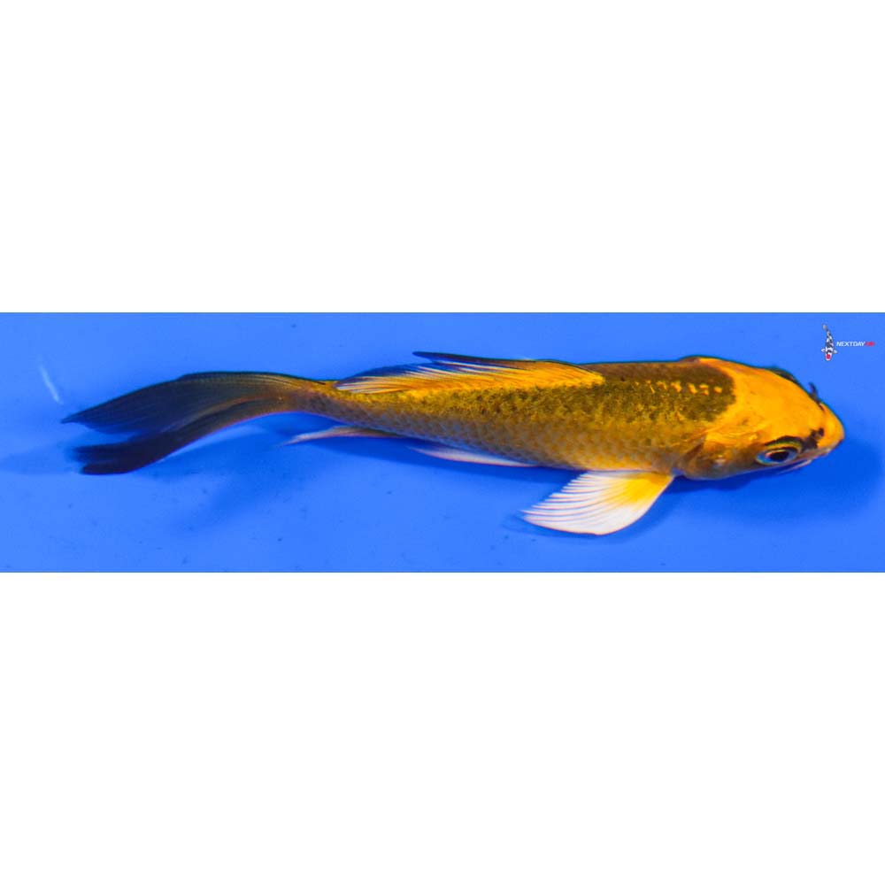 4” Imported Orenji Matsuba Butterfly Koi