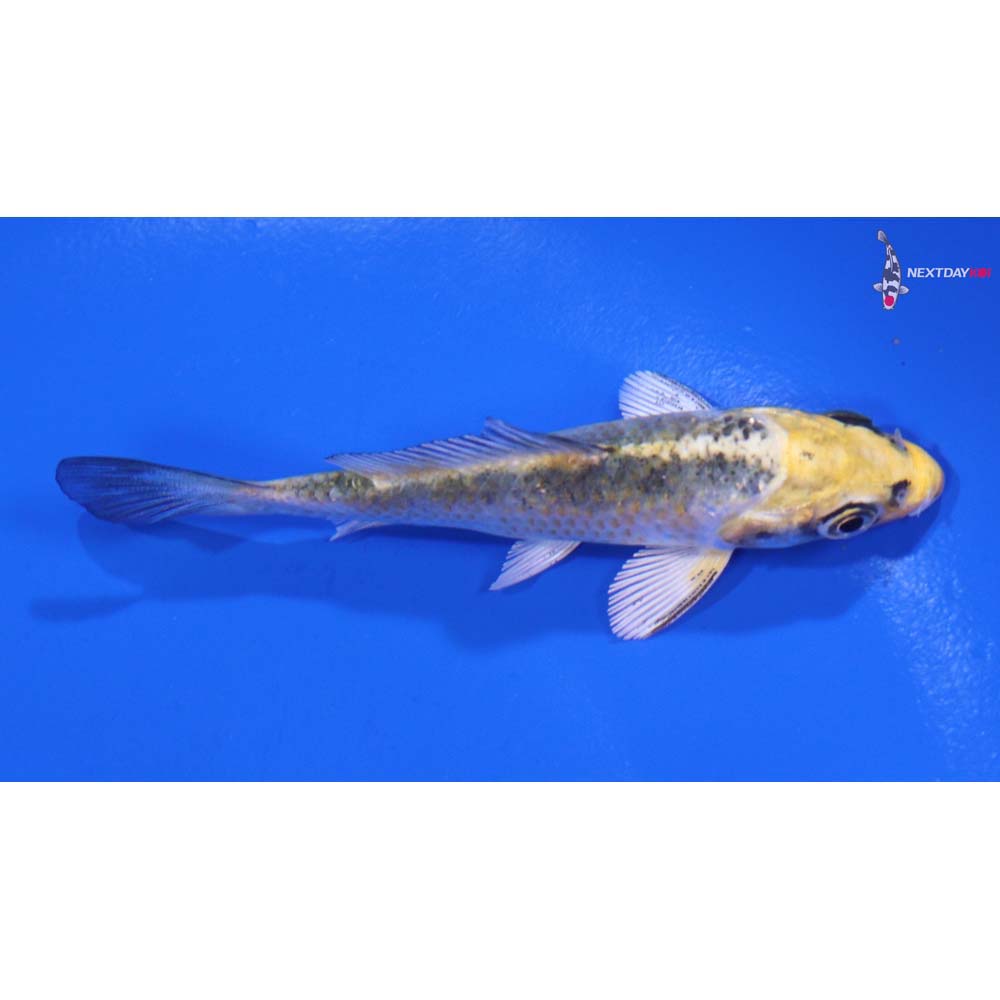 3.5” Imported Yamato Nishiki
