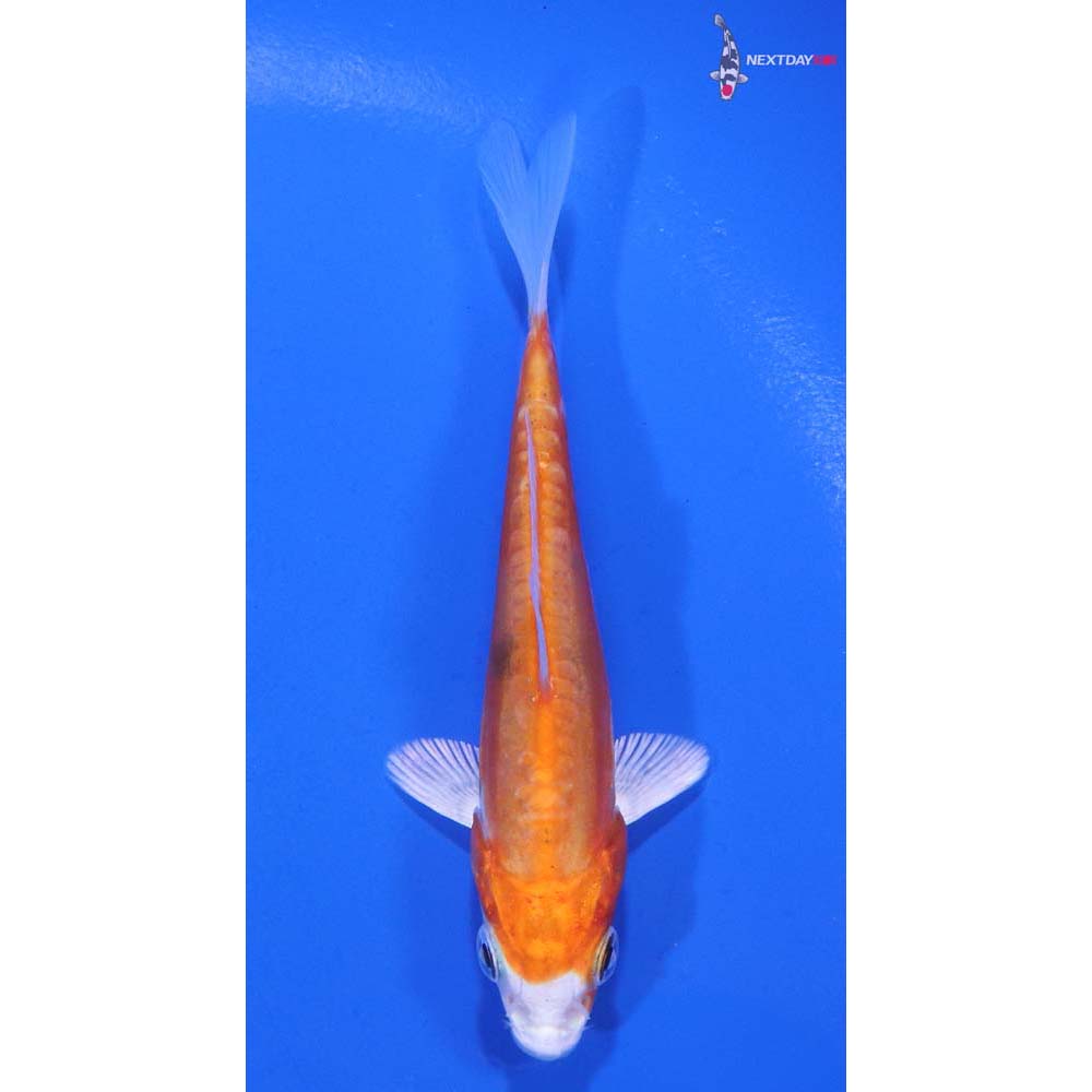4” Imported Kikusui