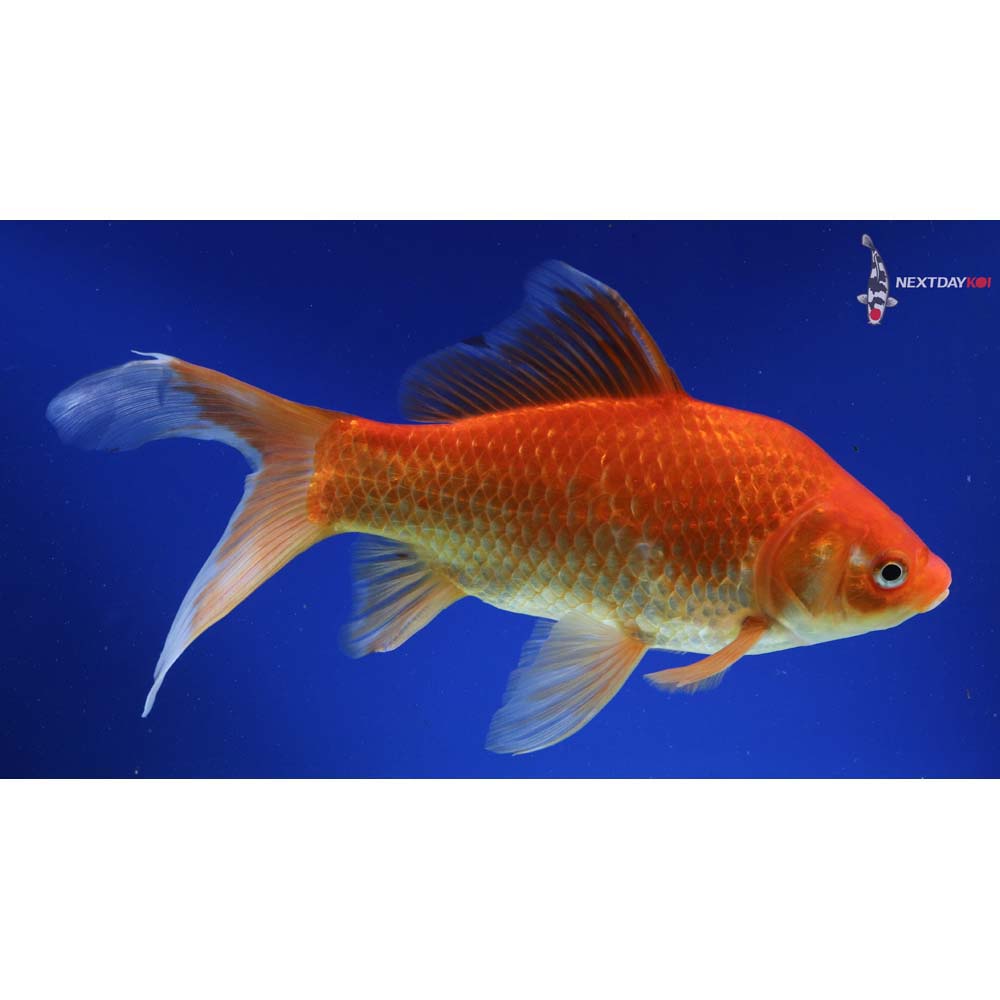 9.5” Imported Red Comet