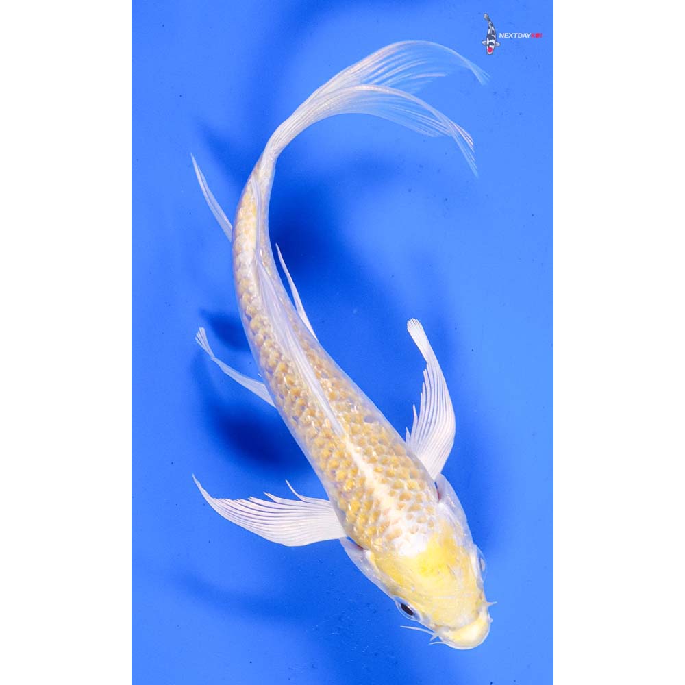 6.5” Imported Lemon Hariwake Butterfly Koi