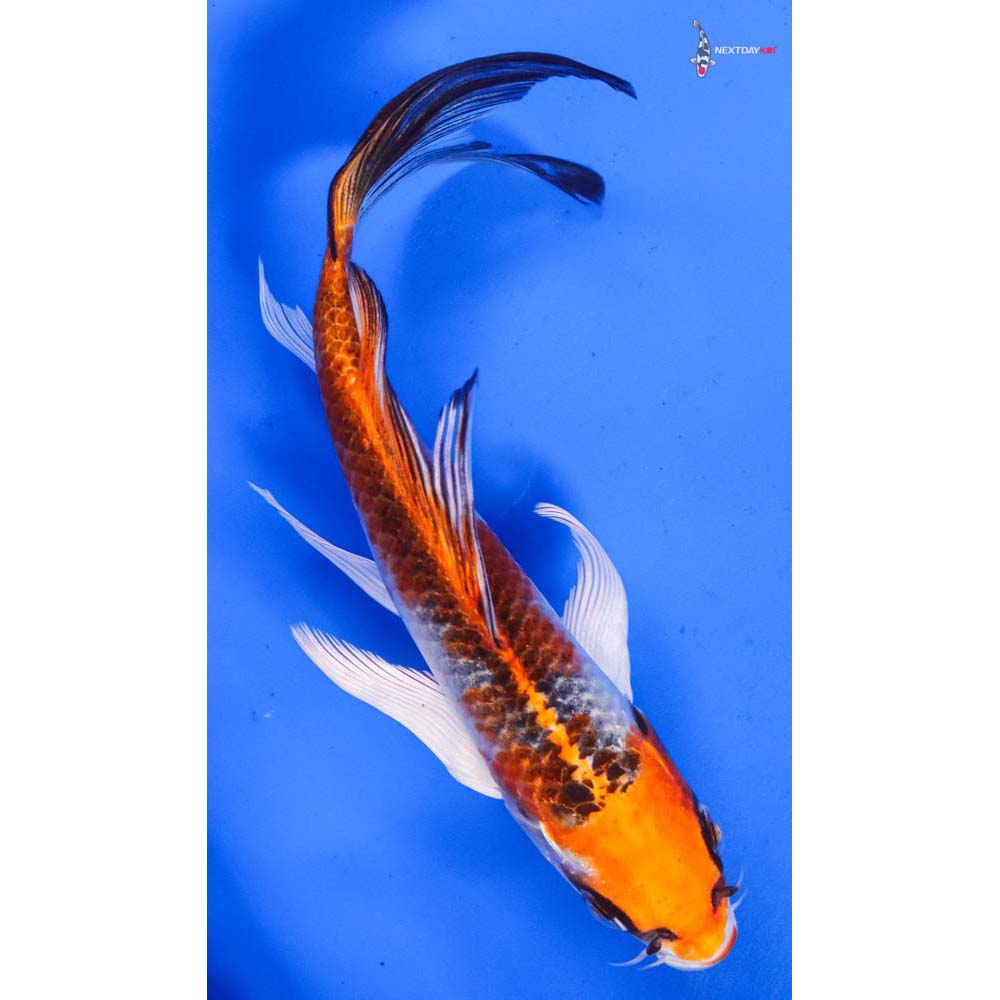 6” Imported Kujaku Butterfly Koi