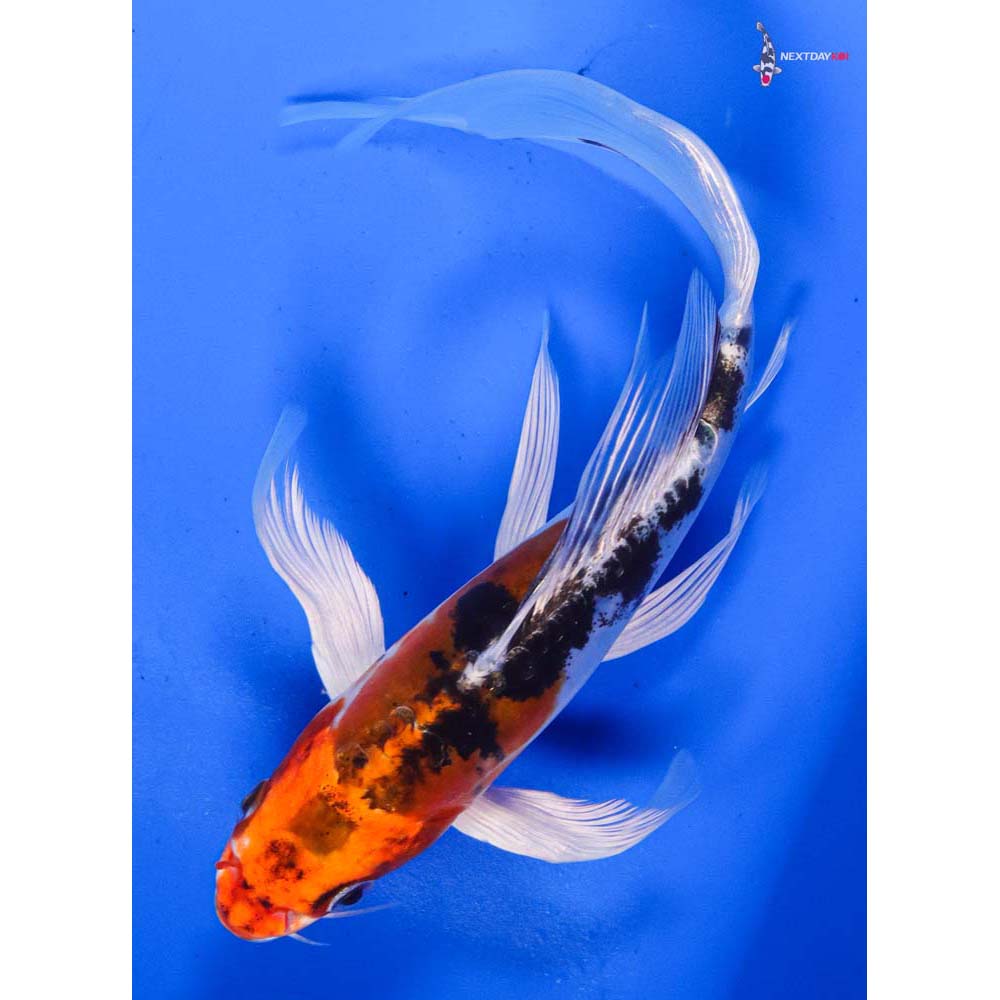 7” Imported Heisei Nishiki Butterfly Koi