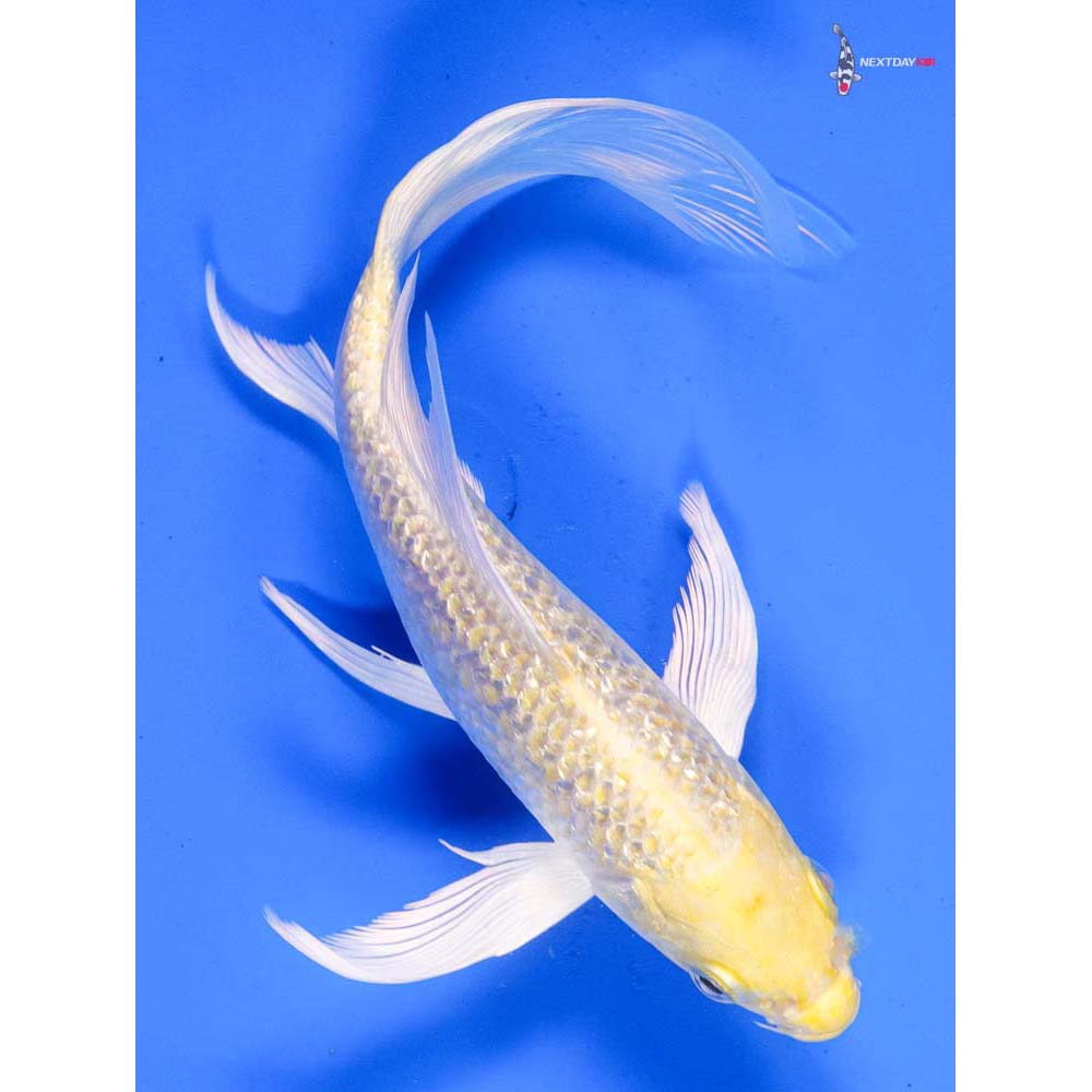 7” Imported Gin Rin Yamabuki Ogon Butterfly Koi