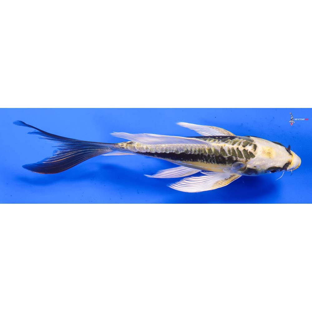 6” Imported Kin Kikokuryu Butterfly Koi