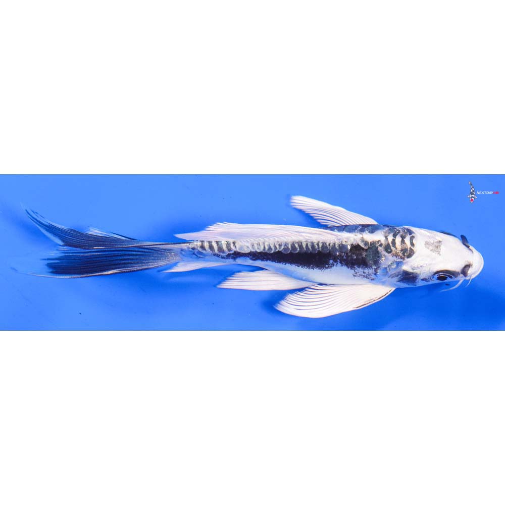 6.5” Imported Kikokuryu Butterfly Koi